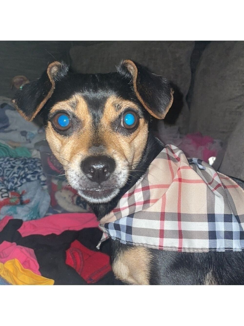 Burberry Dog Scarf